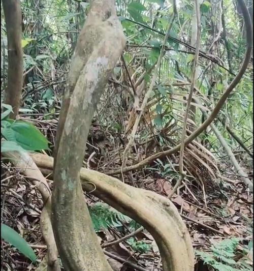鸡血藤（探秘鸡血藤的生态习性与药用价值）-第1张图片-绿意生活