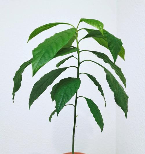 如何种植牛油果盆栽？（从种子到果实的全程指南）-第1张图片-绿意生活