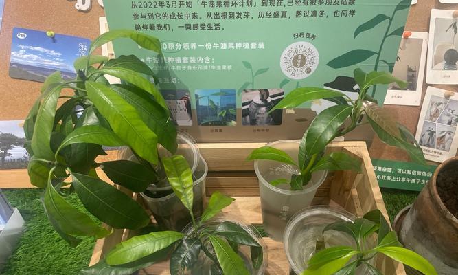 如何种植牛油果盆栽？（从种子到果实的全程指南）-第2张图片-绿意生活