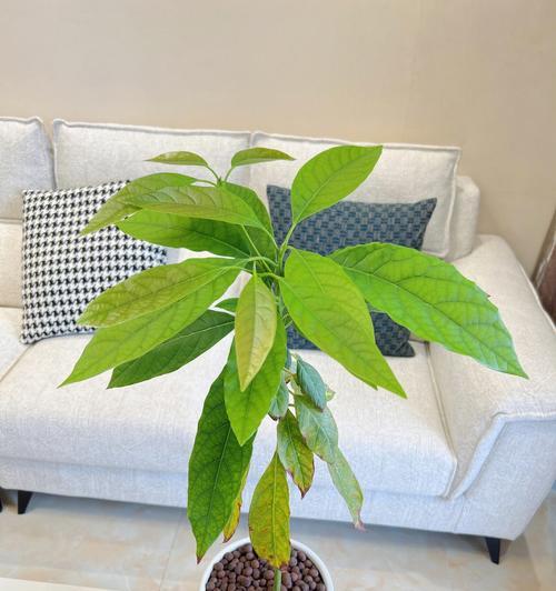 如何种植牛油果盆栽？（从种子到果实的全程指南）-第3张图片-绿意生活