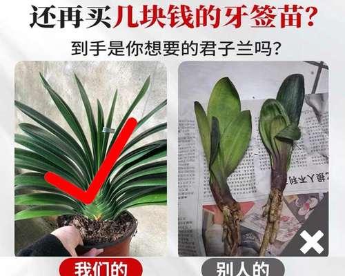 冬日凝香君子兰如何妆点花香（打造温暖花园享受冬日花开）-第2张图片-绿意生活