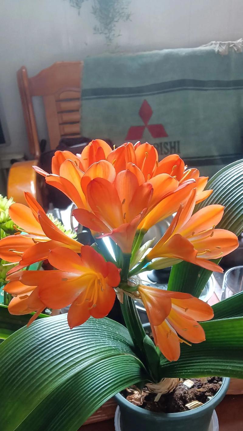 冬日凝香君子兰如何妆点花香（打造温暖花园享受冬日花开）-第1张图片-绿意生活