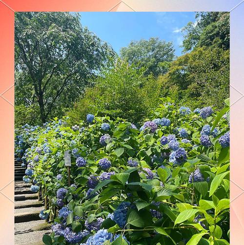 花种植指南（花种植技巧、生长环境与护理方法详解）-第1张图片-绿意生活