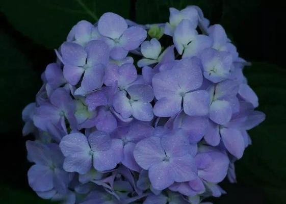 花种植指南（花种植技巧、生长环境与护理方法详解）-第2张图片-绿意生活