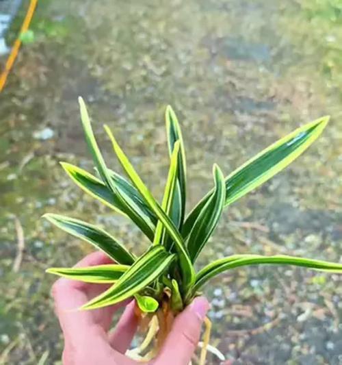 如何科学浇水金边兰（掌握浇水频率，让金边兰盛开无忧）-第1张图片-绿意生活