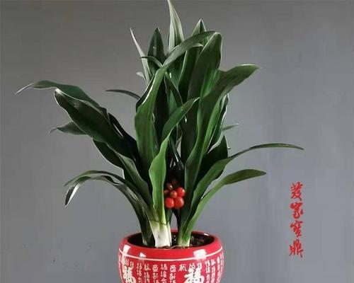 万年青的繁殖技巧（掌握万年青的繁殖方法，打造绿色植物天堂）-第1张图片-绿意生活