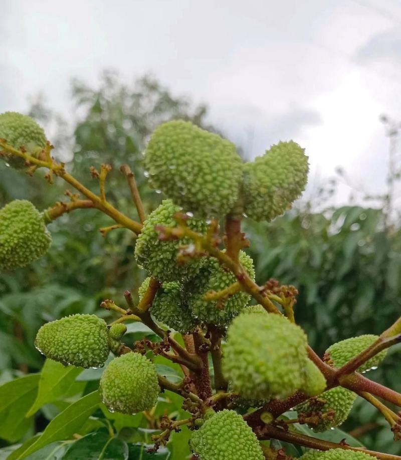 榴莲树几年结果实的奥秘（探秘榴莲树果实成熟的时间和原因）-第1张图片-绿意生活