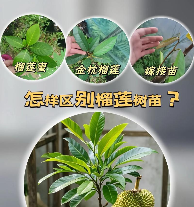 榴莲树几年结果实的奥秘（探秘榴莲树果实成熟的时间和原因）-第2张图片-绿意生活