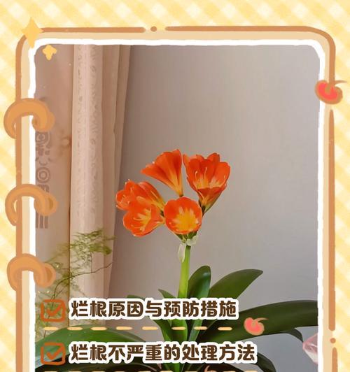 以君子兰出芽为主题的养护方法（打造健康君子兰的秘诀）-第3张图片-绿意生活