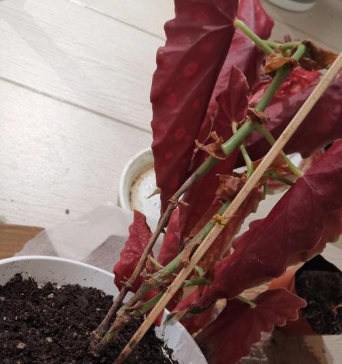 多菌灵在番红花灌根中的应用（提高番红花幼苗生长质量的关键-多菌灵）-第1张图片-绿意生活