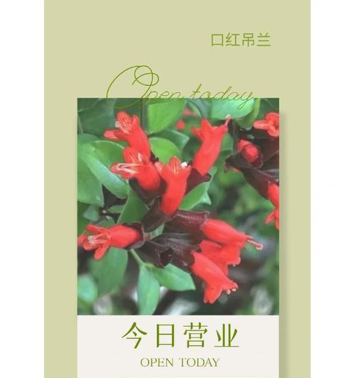 口红吊兰不开花的原因剖析（解析口红吊兰不开花的种种问题，为你的盆栽添加新的生长策略）-第1张图片-绿意生活