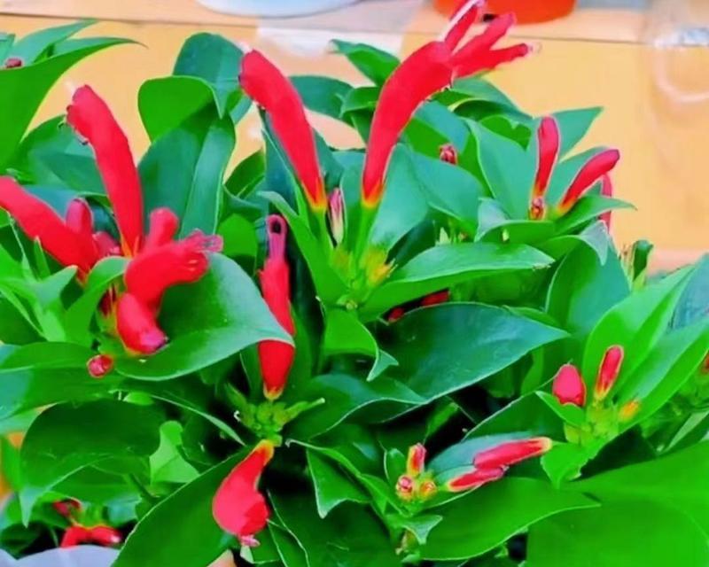 口红吊兰不开花的原因剖析（解析口红吊兰不开花的种种问题，为你的盆栽添加新的生长策略）-第3张图片-绿意生活