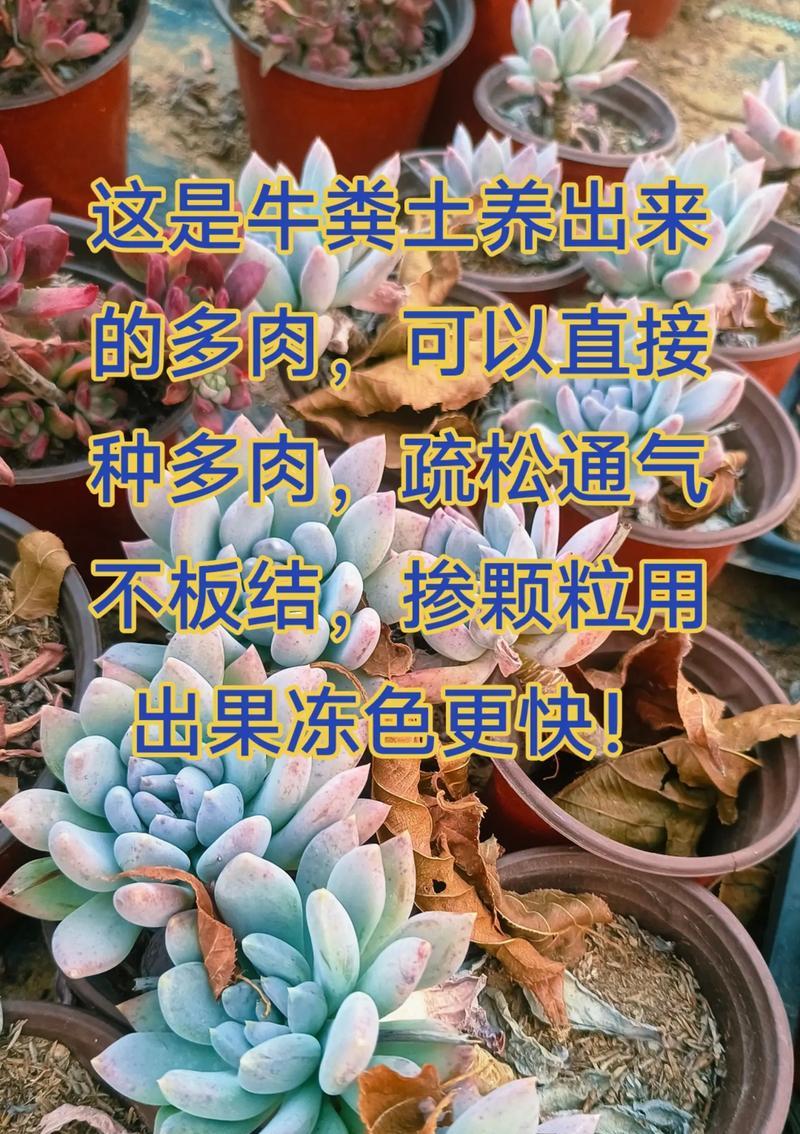以木炭灰怎么处理种多肉配土（木炭灰在多肉配土中的应用与效果）-第2张图片-绿意生活