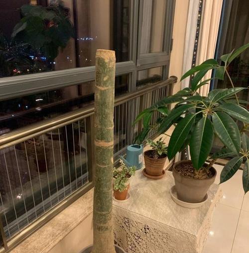 如何补救发财树皮烂的问题（快速有效的方法修复受损的发财树皮）-第3张图片-绿意生活