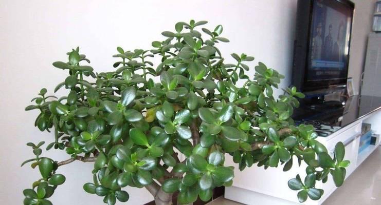 冬季阳台植物保暖的有效方法（一起来学习如何给冬季阳台植物保暖吧！）-第2张图片-绿意生活