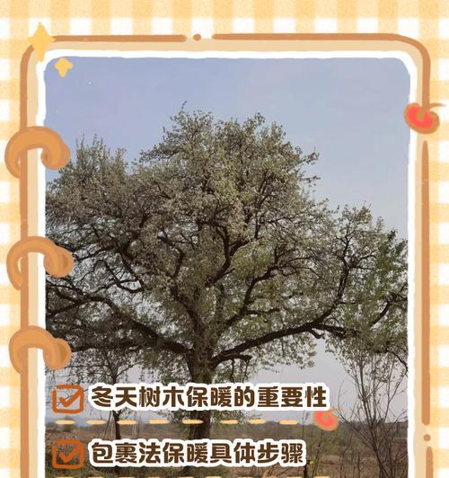 冬季阳台植物保暖的有效方法（一起来学习如何给冬季阳台植物保暖吧！）-第3张图片-绿意生活