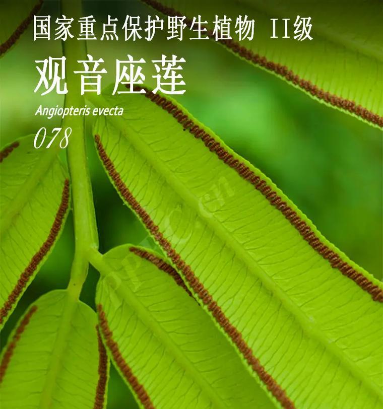 观音莲座蕨养护指南（打造绿意盎然的室内景观——观音莲座蕨的生长与养护）-第2张图片-绿意生活