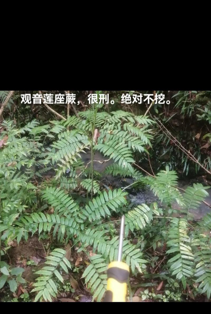 观音莲座蕨养护指南（打造绿意盎然的室内景观——观音莲座蕨的生长与养护）-第1张图片-绿意生活