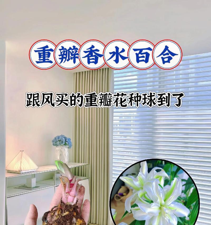 以香水百合花种球怎么种（百合花种球的选择和种植技巧）-第2张图片-绿意生活