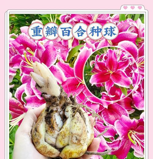 以香水百合花种球怎么种（百合花种球的选择和种植技巧）-第1张图片-绿意生活