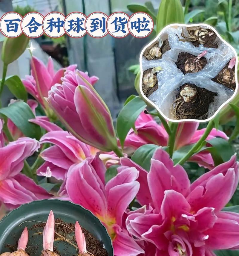 以香水百合花种球怎么种（百合花种球的选择和种植技巧）-第3张图片-绿意生活