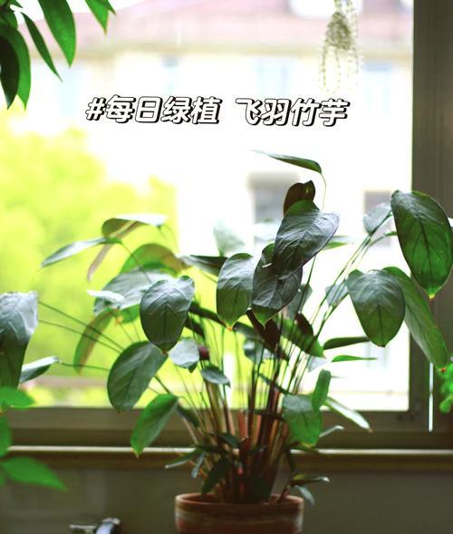 飞羽冬季怎么养殖（冬季鸟类养殖的关键技巧和注意事项）-第1张图片-绿意生活