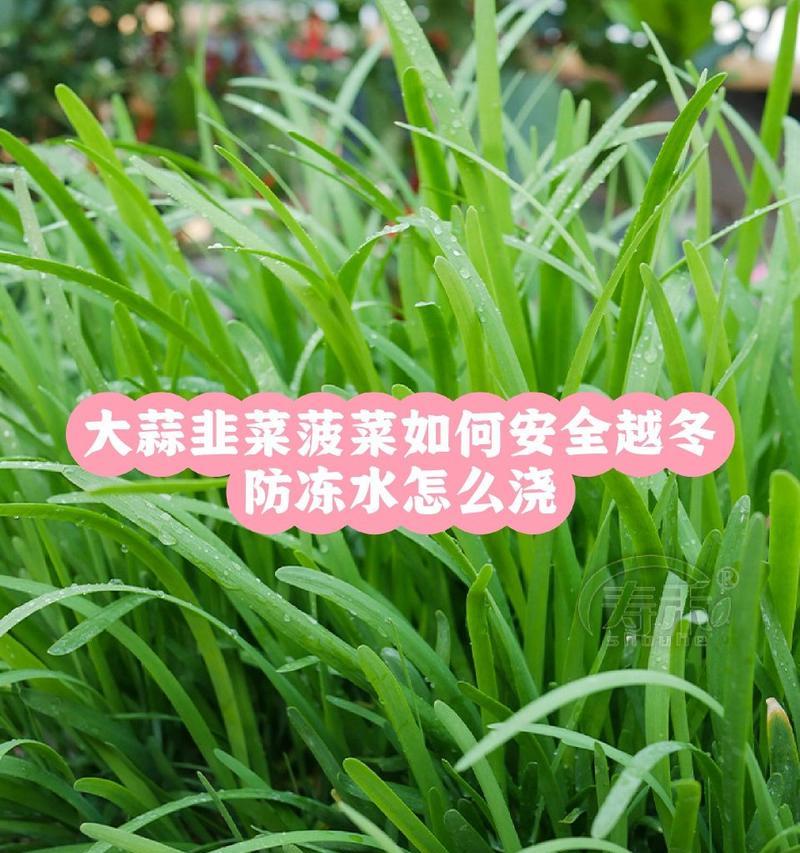 韭菜的冬季养护方法（让韭菜越冬更健康）-第3张图片-绿意生活