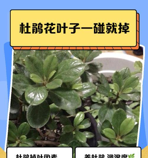 八千代叶子一碰就掉，解决方法大揭秘！（保护叶子健康，轻松应对掉叶问题）-第1张图片-绿意生活