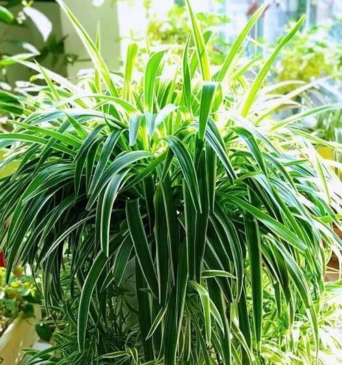绿色生活（打造独特庭院）-第3张图片-绿意生活