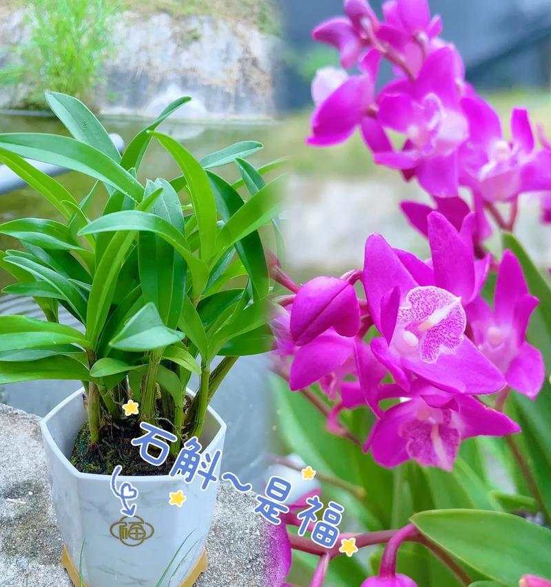 室内种植石斛花的养护技巧（打造舒适的家居花园，养护石斛花的秘诀）-第2张图片-绿意生活