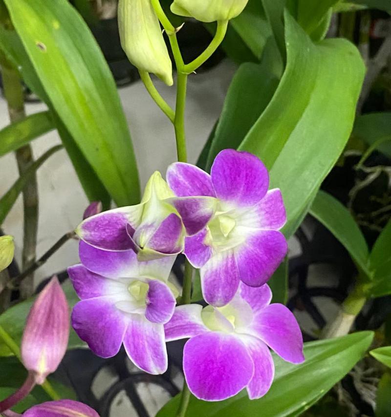 室内种植石斛花的养护技巧（打造舒适的家居花园，养护石斛花的秘诀）-第3张图片-绿意生活