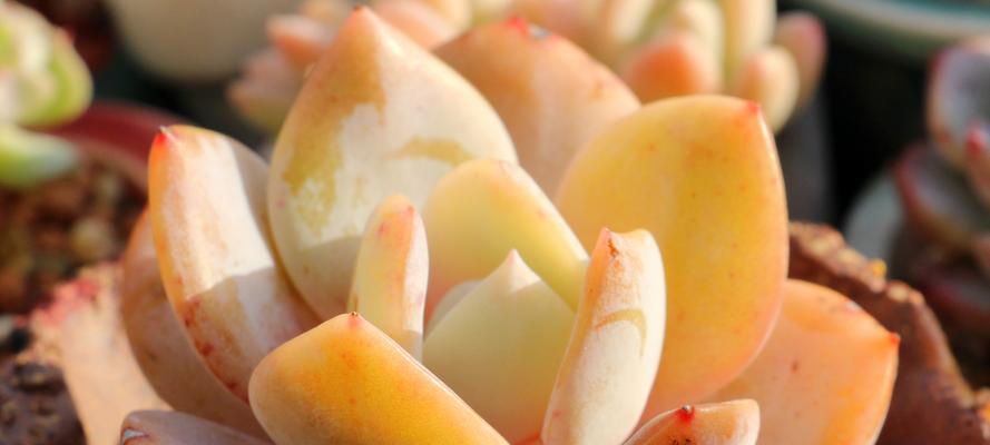 沙罗植物的类型及特点（探究沙罗属植物的分类、形态特征和生态习性）-第2张图片-绿意生活