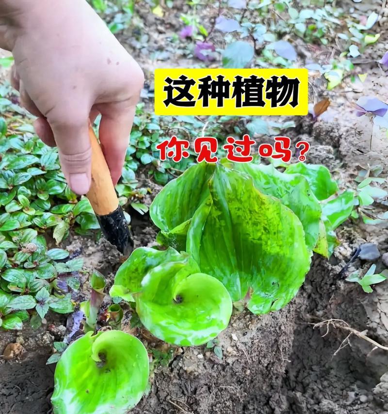 沙罗植物的类型及特点（探究沙罗属植物的分类、形态特征和生态习性）-第1张图片-绿意生活