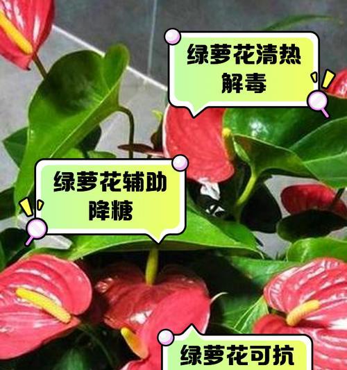 绿萝兰种植指南（从种子到花朵，打造室内绿色花园）-第1张图片-绿意生活