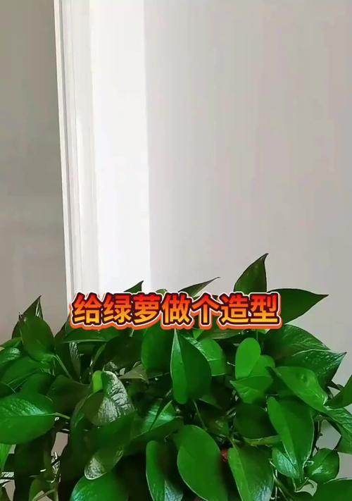 绿萝兰种植指南（从种子到花朵，打造室内绿色花园）-第2张图片-绿意生活