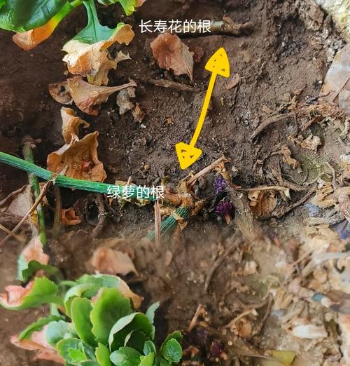 绿萝兰种植指南（从种子到花朵，打造室内绿色花园）-第3张图片-绿意生活