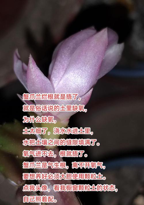 蟹爪兰叶子上的灰尘怎么清理？（科学方法让你的蟹爪兰重新焕发生机）-第1张图片-绿意生活