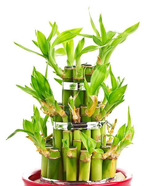 以莲花竹水养的繁殖技巧（如何利用水养法繁殖莲花竹）-第2张图片-绿意生活