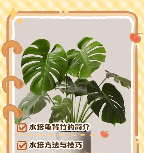 以莲花竹水养的繁殖技巧（如何利用水养法繁殖莲花竹）-第3张图片-绿意生活