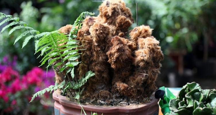 金毛狗蕨的盆栽养殖指南（如何在家中成功种植金毛狗蕨）-第3张图片-绿意生活