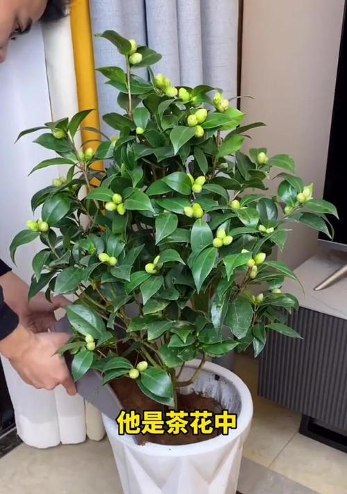 千里香茶花的养殖技巧（打造美丽花园，从千里香茶花开始）-第1张图片-绿意生活