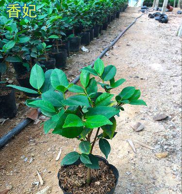 千里香茶花的养殖技巧（打造美丽花园，从千里香茶花开始）-第3张图片-绿意生活