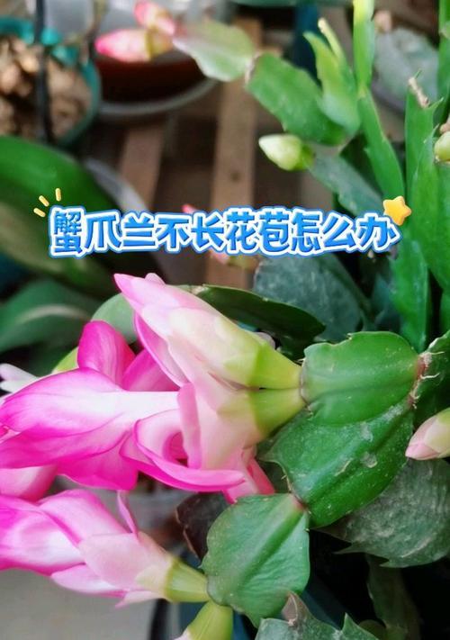 蟹爪兰不旺盛的原因与解决方法（打造蟹爪兰的繁茂生长，关键在于......）-第1张图片-绿意生活
