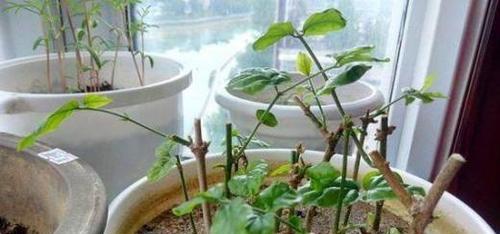 以逢来松的繁植技巧（从选种到生长的关键步骤，打造繁茂的逢来松林）-第2张图片-绿意生活