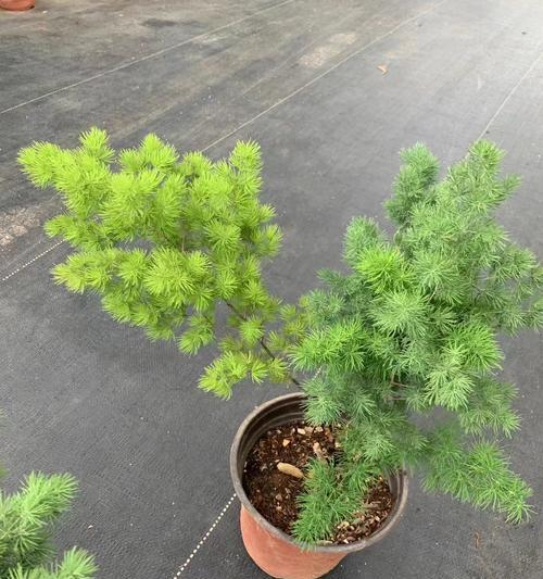 以逢来松的繁植技巧（从选种到生长的关键步骤，打造繁茂的逢来松林）-第3张图片-绿意生活