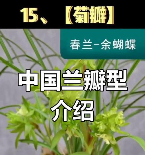 兰花品种的分类与特点（探索兰花多样性，了解品种特征）-第2张图片-绿意生活