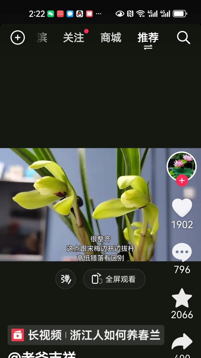 兰花品种的分类与特点（探索兰花多样性，了解品种特征）-第3张图片-绿意生活