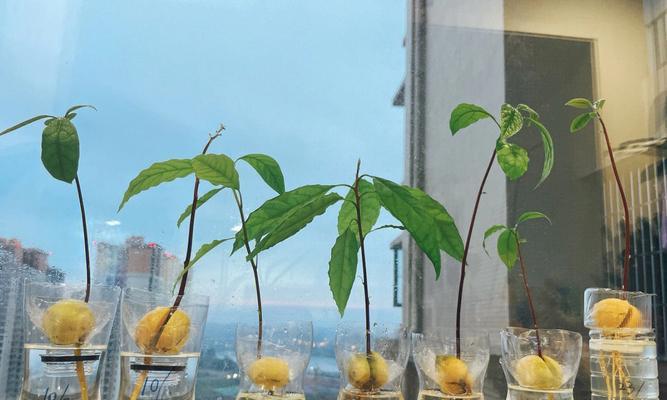 如何种植发芽的牛油果（掌握关键步骤，种出美味牛油果）-第1张图片-绿意生活