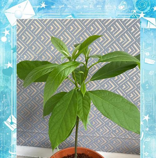 如何种植发芽的牛油果（掌握关键步骤，种出美味牛油果）-第2张图片-绿意生活