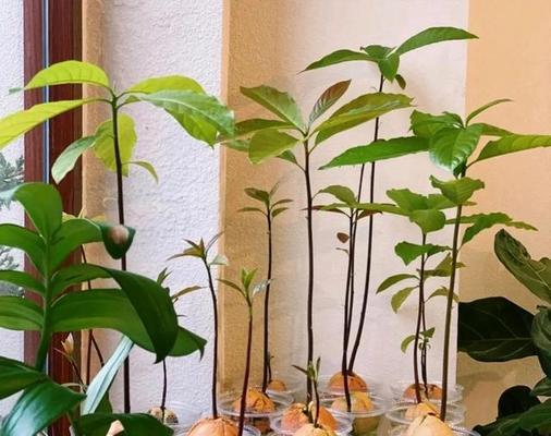 如何种植发芽的牛油果（掌握关键步骤，种出美味牛油果）-第3张图片-绿意生活